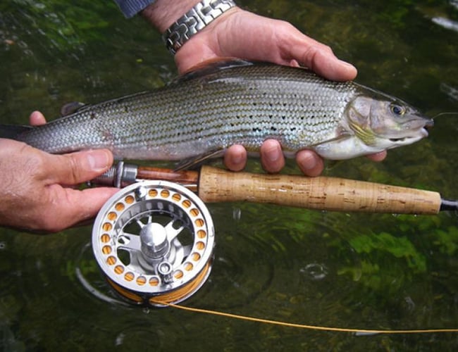 Webshop med fiskegrej til salg med omsætning