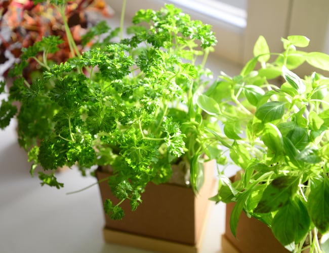Mywindowfood ApS (Webshop) - Dyrk urter og grøntsager i din vindueskarm på abonnement (FLYTBAR virksomhed)