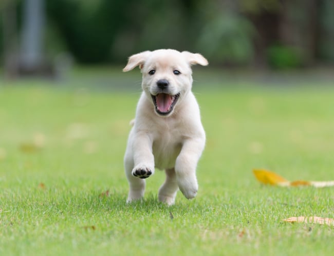 Luksushund.dk - Professionel luksus hundeshop omsætning 4 mio i 2021 - vækst 235% - Overskud før skat: 365.000 kr.