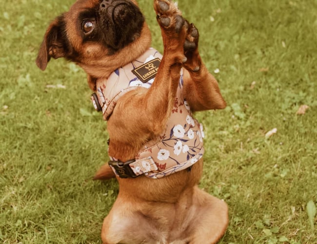 👉 Klar til overtagelse: Etableret nichewebshop med stærkt hundebrand 🐾