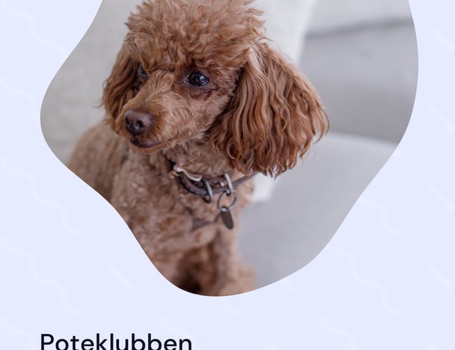 POTEKLUBBEN.DK