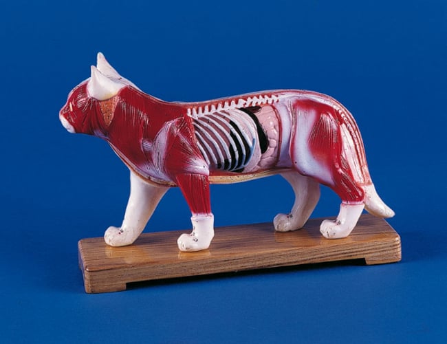 Webshop med enerets dropshipping aftale fra tysk producent - Anatomiske modeller og meget mere