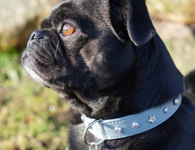 dyrmedstil.dk - Vil du sælge produkter til kunder, der holder Dyr med Stil? - har omsætning