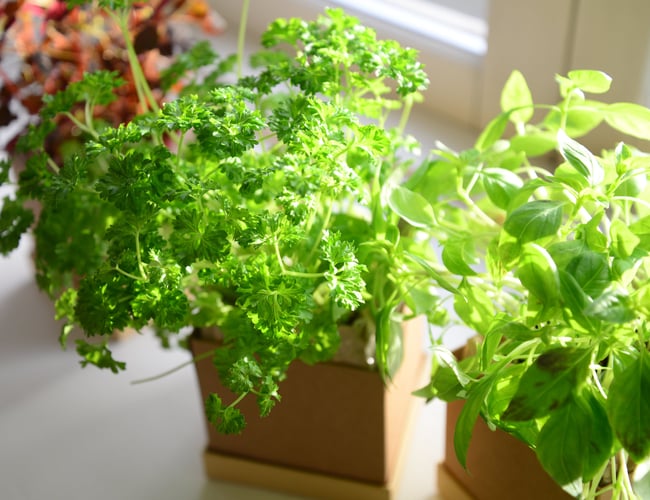 Mywindowfood ApS (Webshop) - Dyrk urter og grøntsager i din vindueskarm på abonnement (FLYTBAR virksomhed)