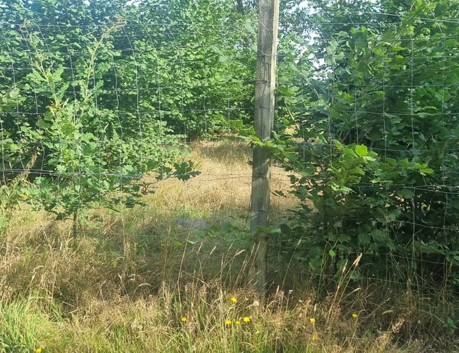 Campingplads bortforpagtes – naturnær beliggenhed og stærkt udviklingspotentiale