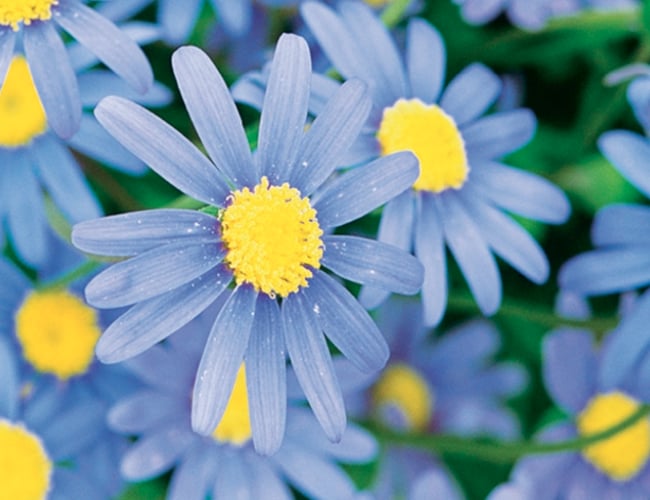 odenia.dk - Moderne webshop med salg af planter - Dækningsgrad på ca. 50%