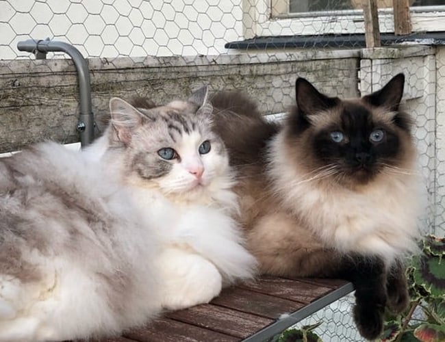 kattepasserne.dk - Spændende service virksomhed indenfor pasning af kæledyr