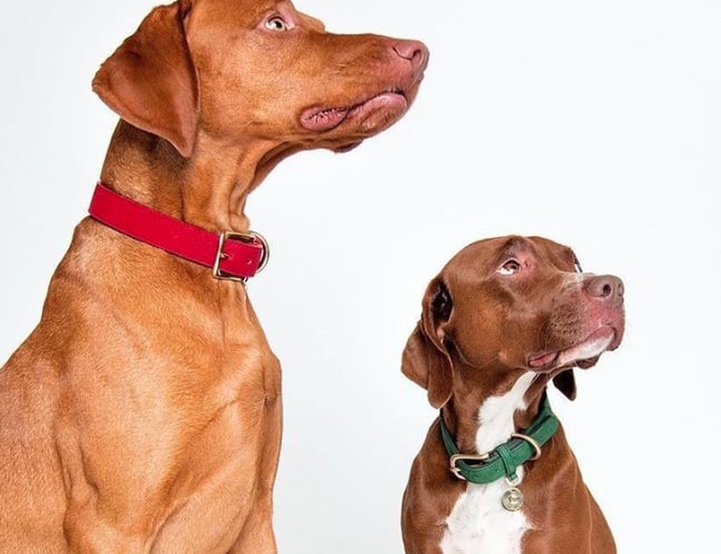 luksushund.dk - Lækre produkter til hunden, omsætning 900.000 siden åbning i januar.