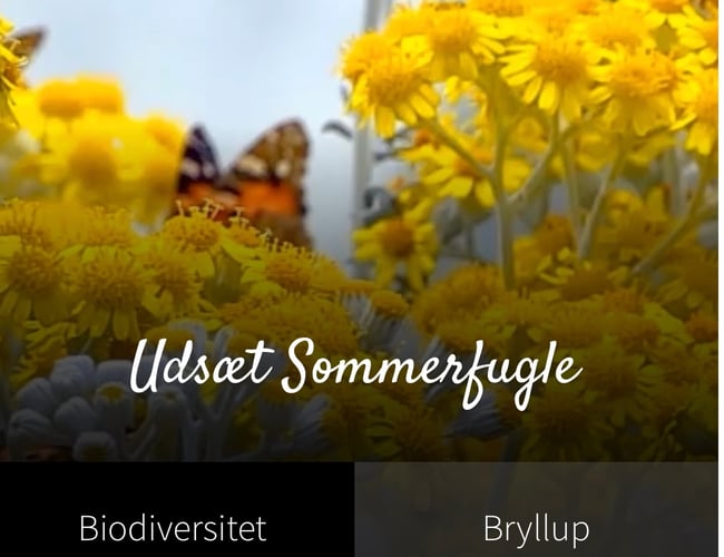 Salg af Takvinge.dk - Distribution af sommerfugle til bryllup i Danmark. 