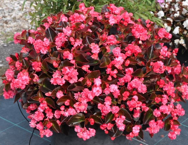 odenia.dk - Moderne webshop med salg af planter - Dækningsgrad på ca. 50%