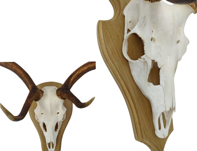 Veletableret niche webshop med Jagtudstyr - omsætning 404 t. kr. med stor organisk salg.