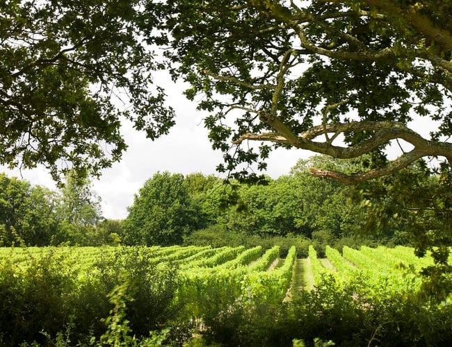 Online vin og deli butik til salg