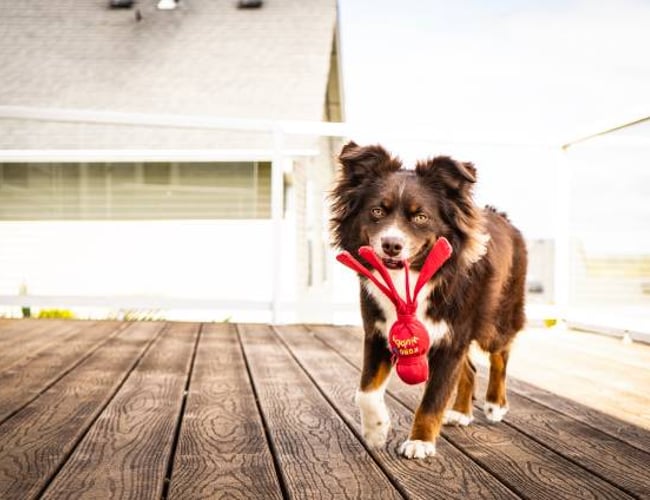 Doggies.dk - Webshop med omsætning sælges (Dropshipping) - Omsætning på +60.000 kr. i 2021