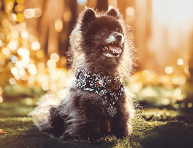 👉 Klar til overtagelse: Etableret nichewebshop med stærkt hundebrand 🐾