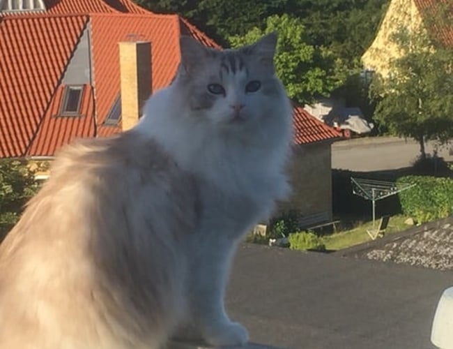 kattepasserne.dk - Spændende service virksomhed indenfor pasning af kæledyr