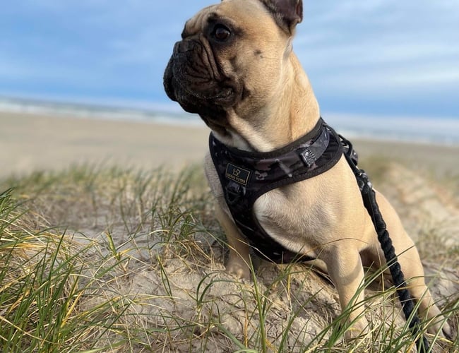 👉 Klar til overtagelse: Etableret nichewebshop med stærkt hundebrand 🐾