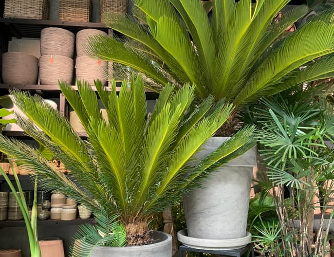 Blomsterforretning- Medlem af Interflora omsætning på 4.5 millioner i cph.