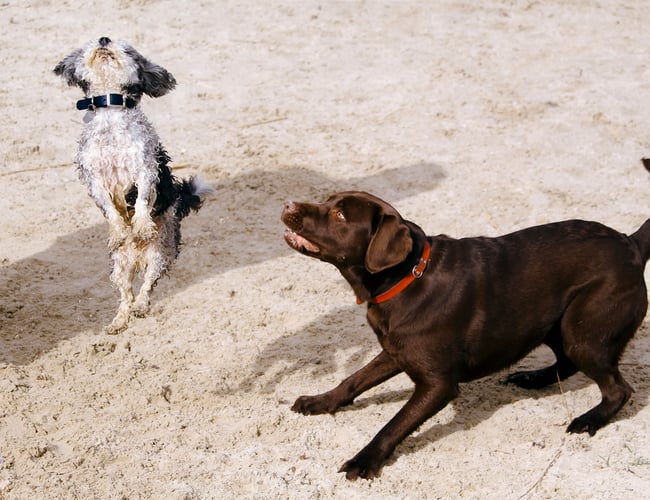 Mindre velrenommeret hundepension i Holstebro