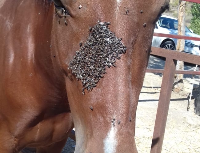 Heste tilbehør - fluebekæmpelse