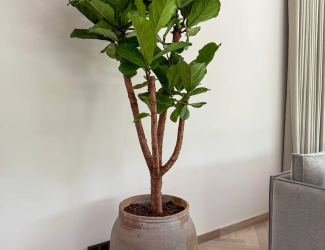 Stueplante og krukke webshop 