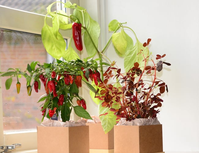 Mywindowfood ApS (Webshop) - Dyrk urter og grøntsager i din vindueskarm på abonnement (FLYTBAR virksomhed)