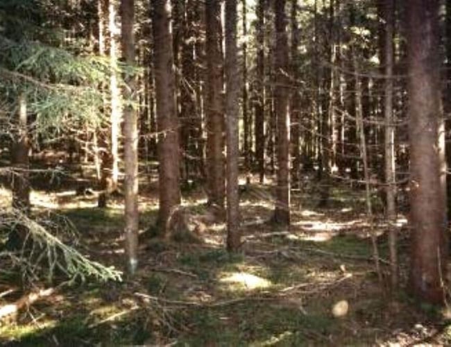 Dansk  ejere som ejer en LETISK ejendom selskab i Letland til salg