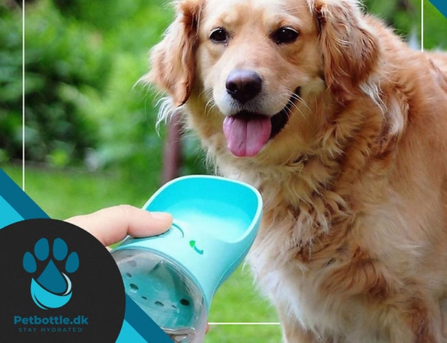 Dansk Webshop i vækst med 66.590 kr. i omsætning på kun 4 måneder.