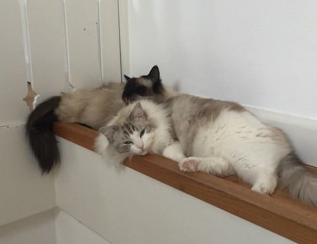 kattepasserne.dk - Spændende service virksomhed indenfor pasning af kæledyr