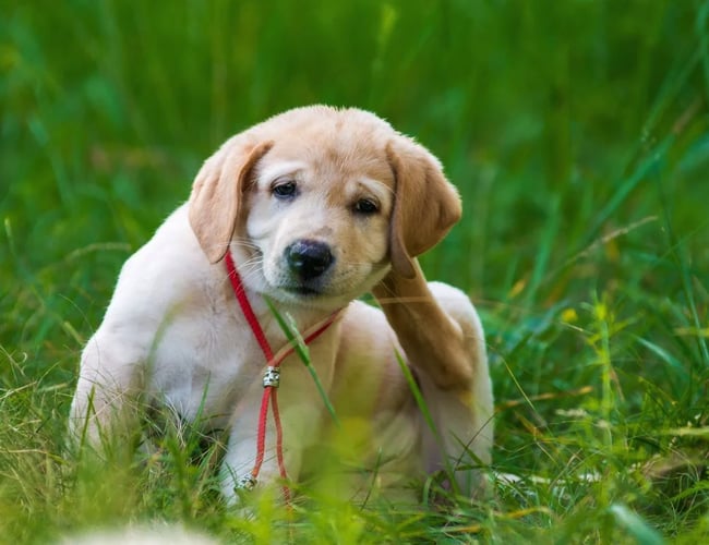 Nemfoder.dk - Webshop Speciale af Salg af dyrefoder - Overskud på 221.000 kr i 2017.