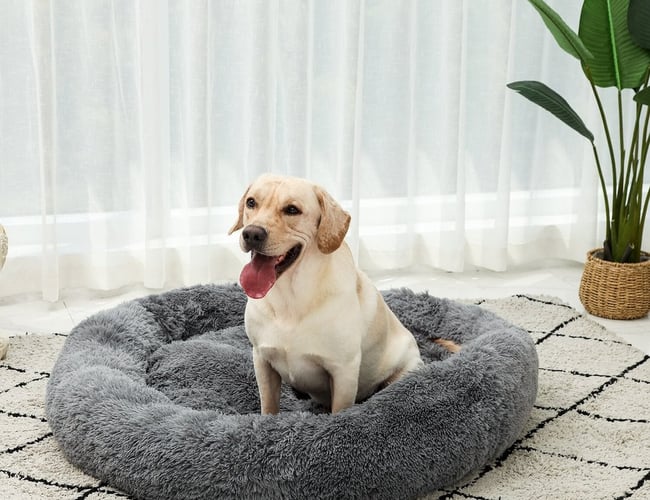 Webshop med salg af kæledyrs produkter - Omsætning på: 10.000 kr. på 1 måned.