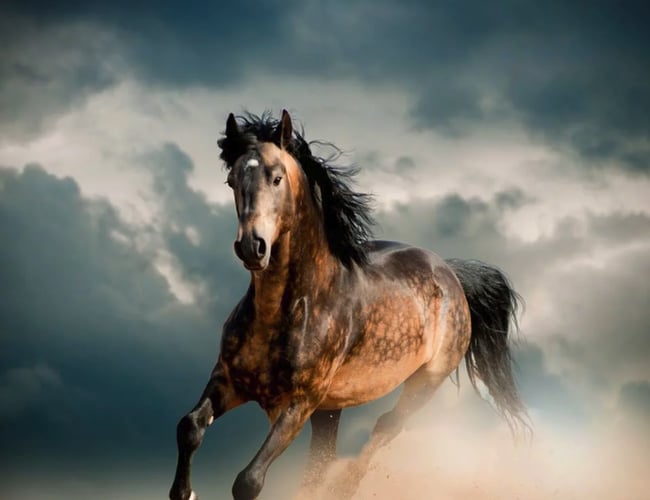 Nemfoder.dk - Webshop Speciale af Salg af dyrefoder - Overskud på 221.000 kr i 2017.