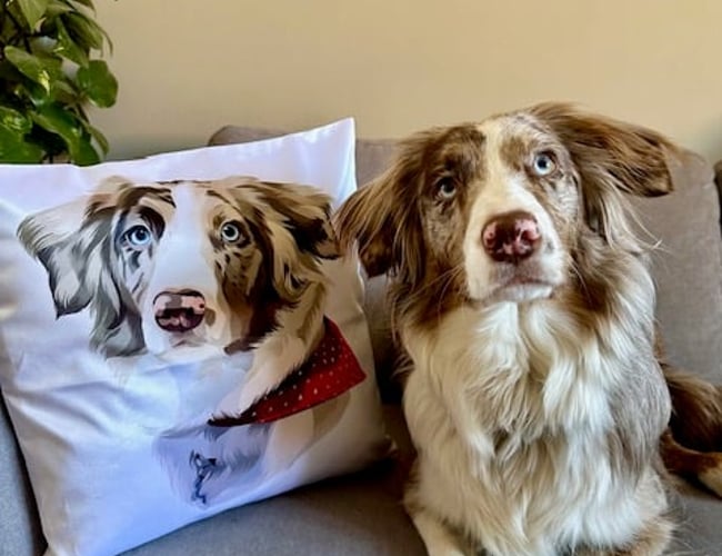 PawPrints.dk - Kæledyrsportrætter, puder, kaffekrus og muleposer