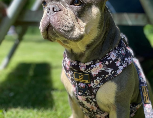 👉 Klar til overtagelse: Etableret nichewebshop med stærkt hundebrand 🐾