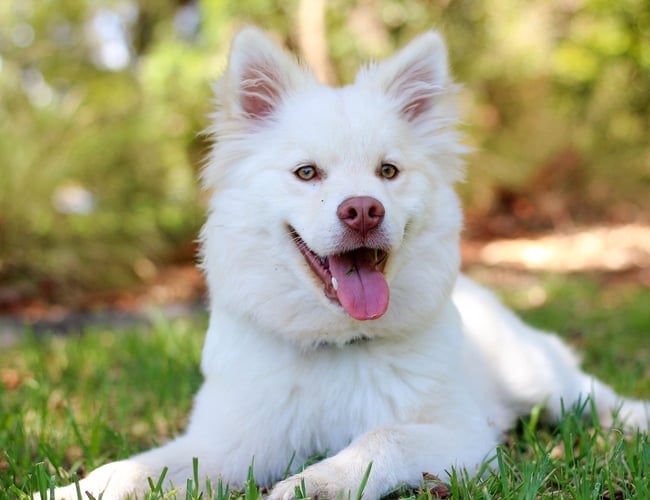 Unik mulighed på kæledyrsmarkedet! 