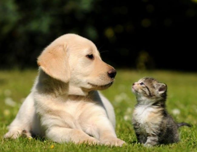 Markedsførende webshop indenfor kæledyrsbranchen i Norge