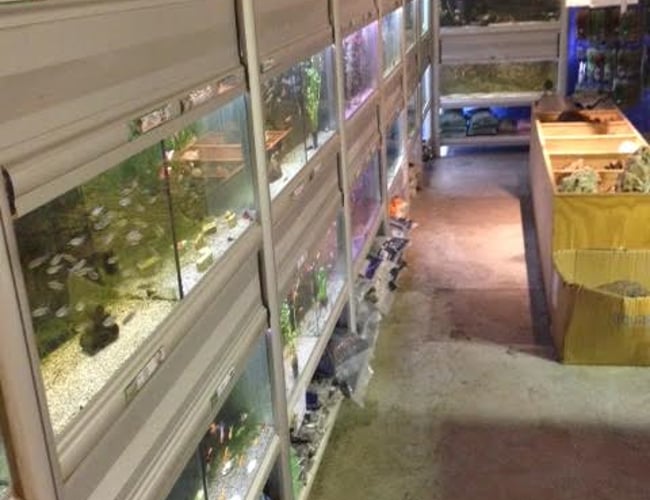 "Plug and play" dyrehandel. 