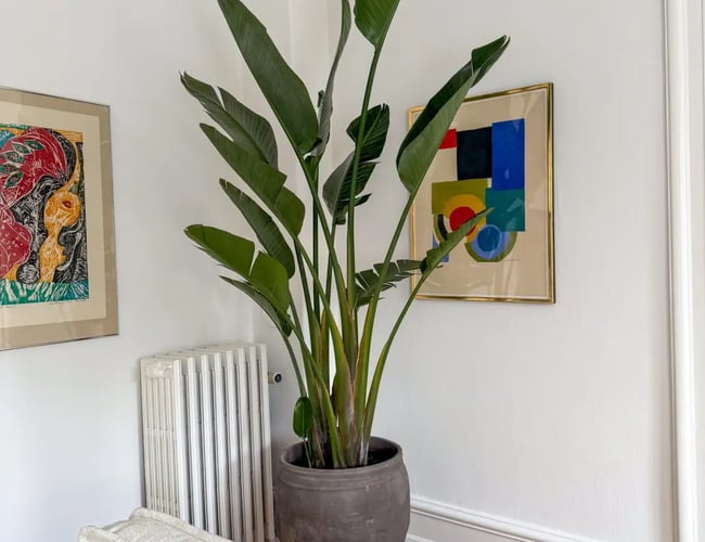 Stueplante og krukke webshop 