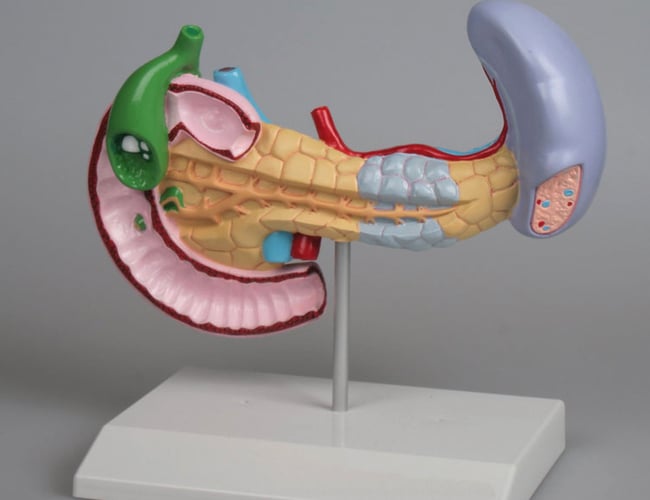 Webshop med enerets dropshipping aftale fra tysk producent - Anatomiske modeller og meget mere