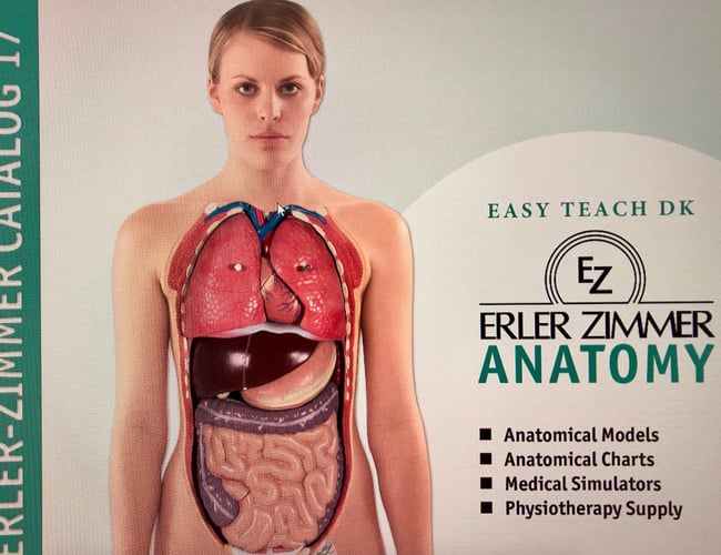 Webshop med enerets dropshipping aftale fra tysk producent - Anatomiske modeller og meget mere