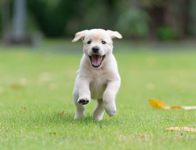 Luksushund.dk - Professionel luksus hundeshop omsætning 4 mio i 2021 - vækst 235% - Overskud før skat: 365.000 kr.