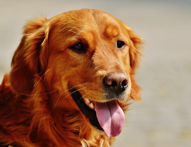 Kendt butik med salg  af foder til kæledyr samt handel med levende høns