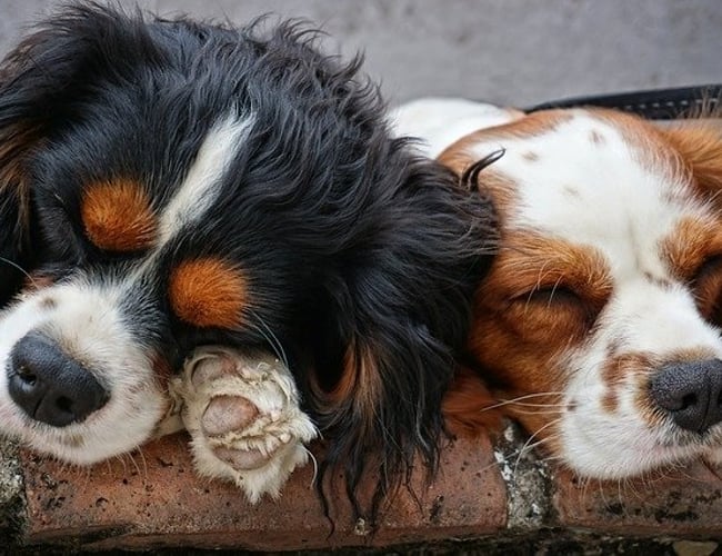Unik mulighed på kæledyrsmarkedet! 
