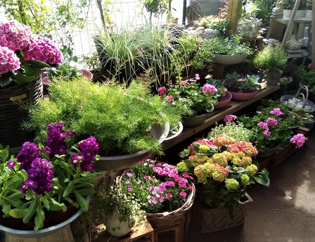 Unik Blomsterforretning i stærk fremdrift sælges. Få julehandlen med ved hurtig handel