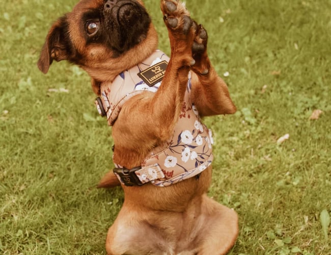 👉 Klar til overtagelse: Etableret nichewebshop med stærkt hundebrand 🐾