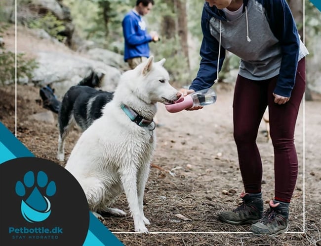 Dansk Webshop i vækst med 66.590 kr. i omsætning på kun 4 måneder.