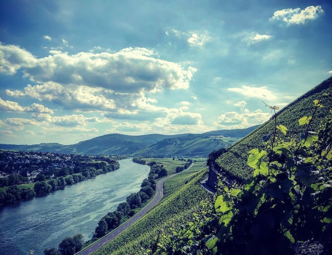 Webshop med salg af vin fra Tyskland - Omsætning: 576.943, Overskud: 92.456 kr. (før skat)