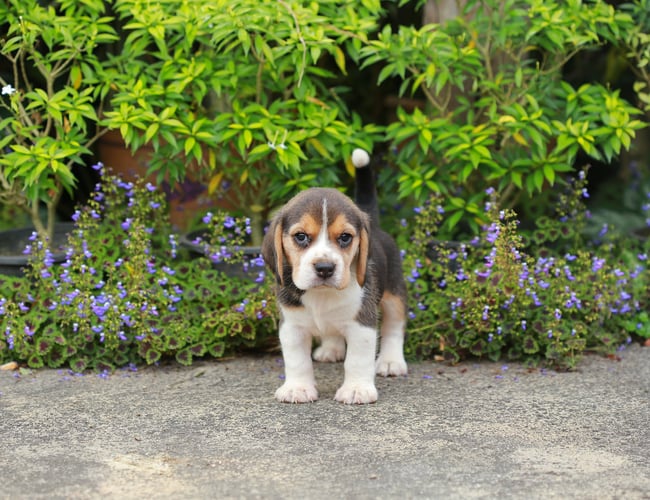 Luksushund.dk - Professionel luksus hundeshop omsætning 4 mio i 2021 - vækst 235% - Overskud før skat: 365.000 kr.