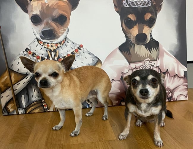 SJOVPLAKAT.DK søger en køber