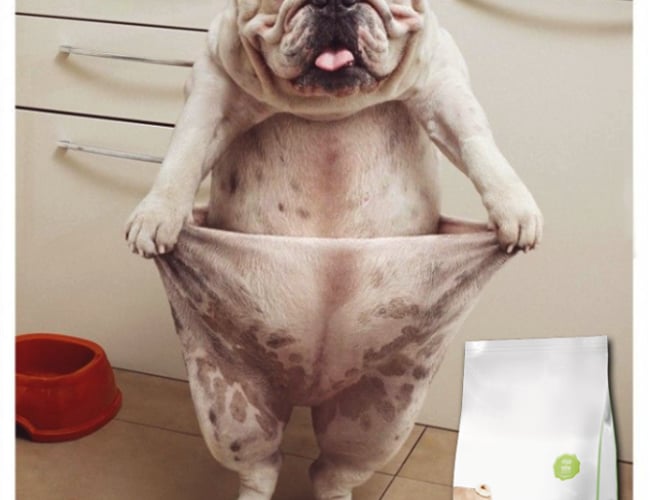 Nemfoder.dk - Webshop Speciale af Salg af dyrefoder - Overskud på 221.000 kr i 2017.