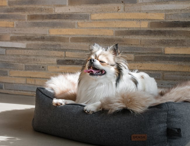 Få black friday med.. !! Skal sælges nu !! Dansk DTC brand sælges med hundeudstyr.  Omsætning i 2024 750.000kr